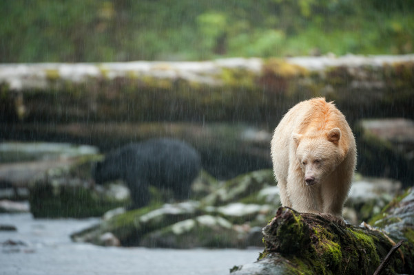 Spirit Bear in the Rain