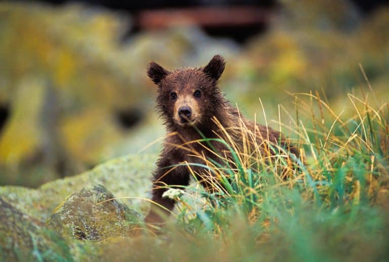 Bear cub