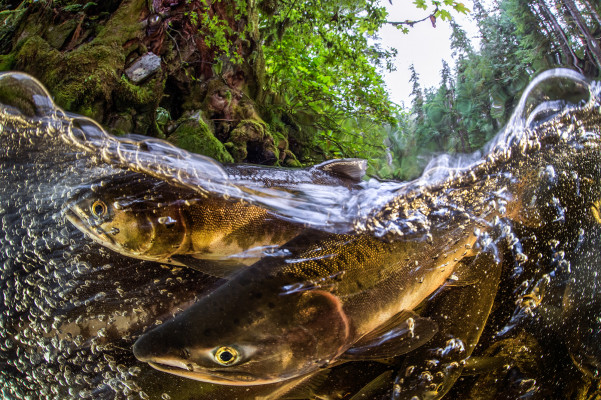 Salmon in river