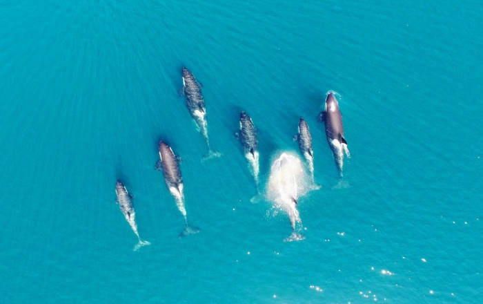 Aerial view of orcas
