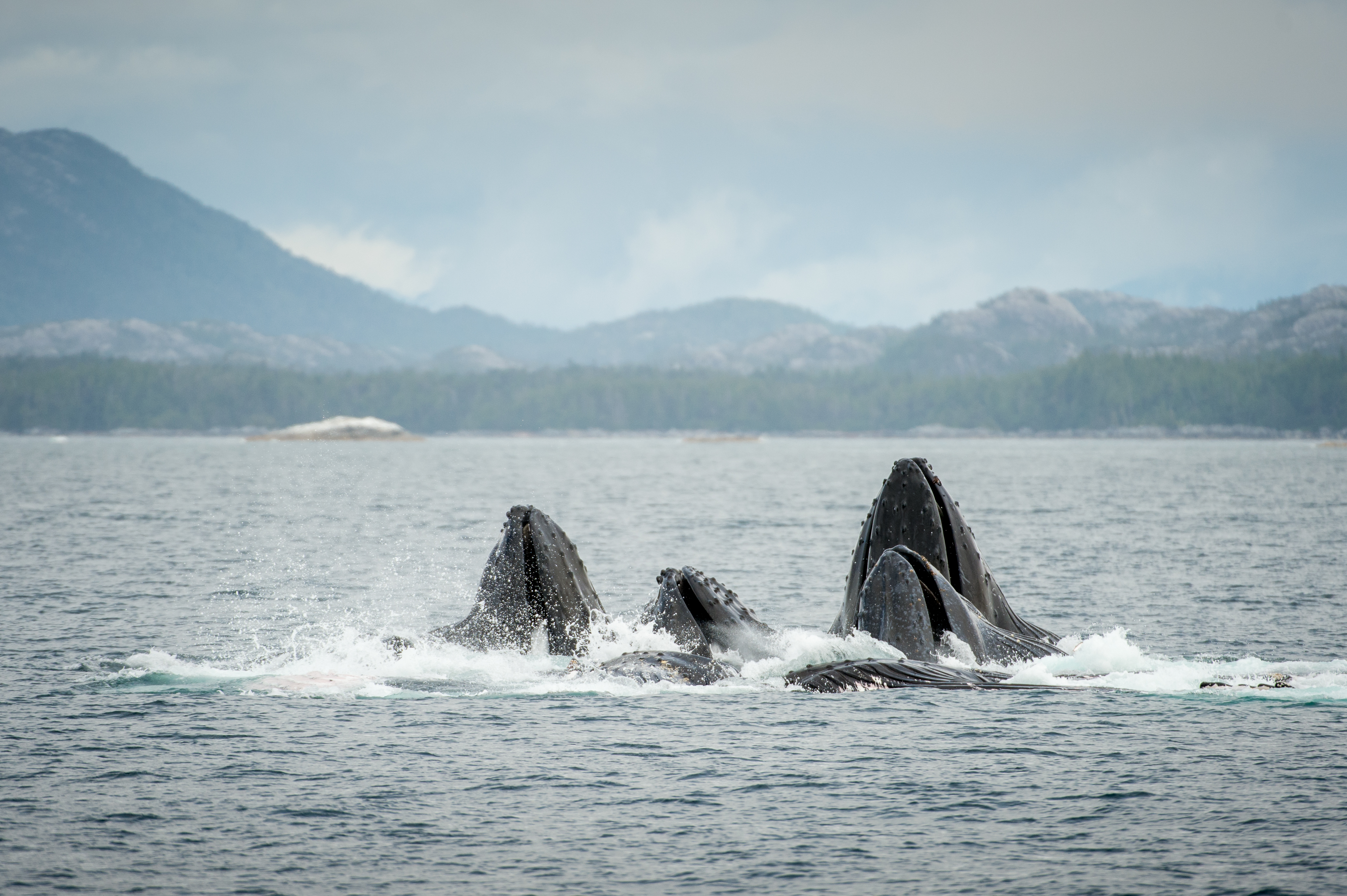 You are currently viewing Humpback Whales Bubble-Net Feeding