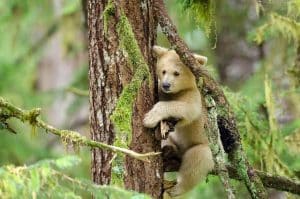 Great Bear Rainforest in Photos - Pacific Wild