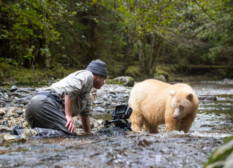 Director and cinematographer Ian McAllister sets up his camera close to a spirit bear while it roams a stream to hunt for salmon. Photo by Deirdre Leowinata