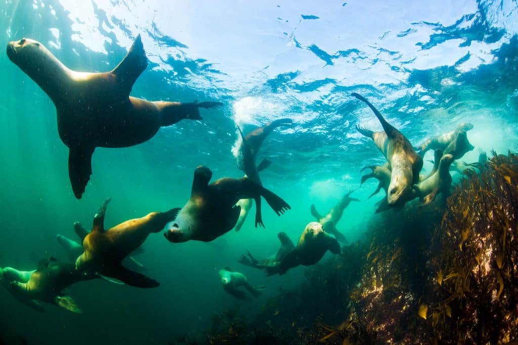 Great Bear Rainforest in Photos - Pacific Wild