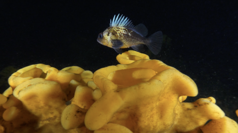Tavish Campbell Dives a BC Glass Sponge Reef