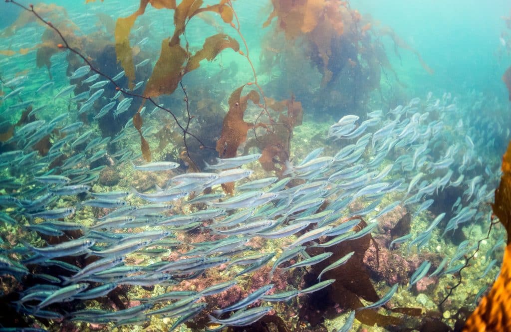 herring in the Great Bear Rainforest