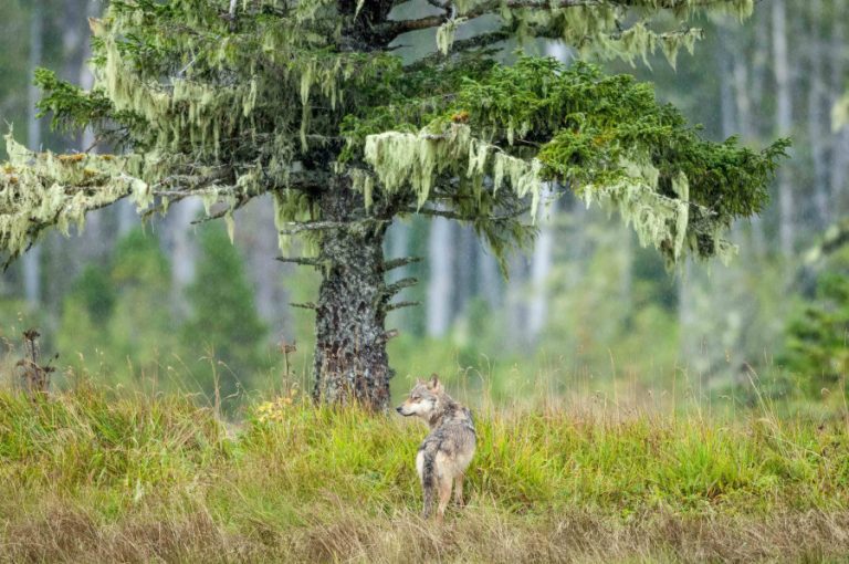Ian McAllister photo bc wolves