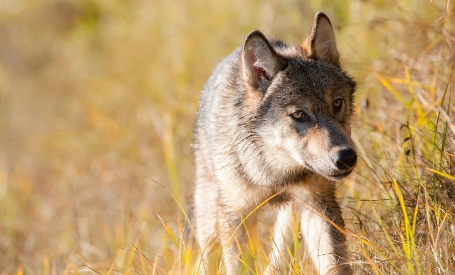 Courts asked to rule on B.C.’s controversial wolf cull - Pacific Wild