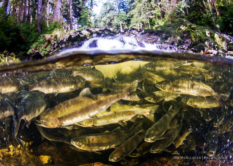 Ian McAllister watermarks-salmon.jpg