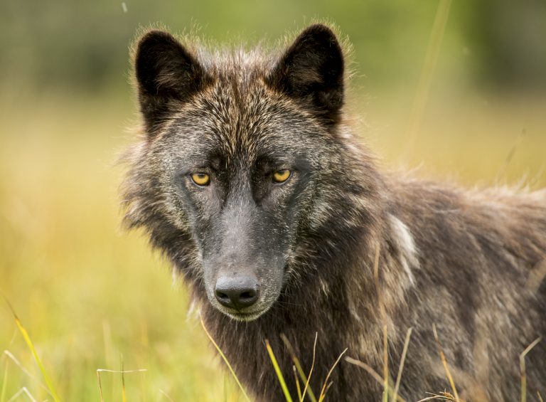 Read more about the article Protect habitat, don’t kill wolves: government scientists admit wolf cull is inhumane, yet propose expansion