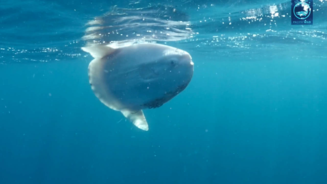 You are currently viewing Strangely Beautiful Mola Mola Swims in the Great Bear Sea