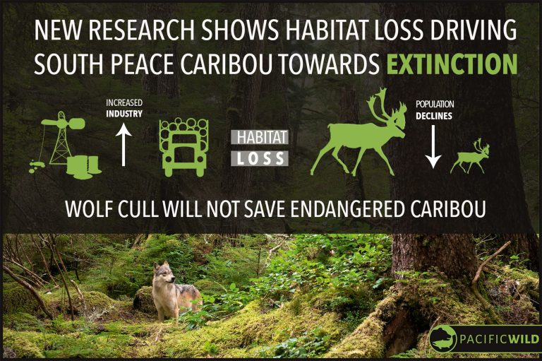 Read more about the article B.C. caribou herds face extinction despite government protection