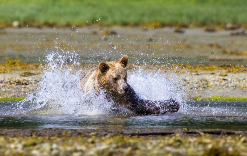 Grizzly Tours with Jan Doets Tours