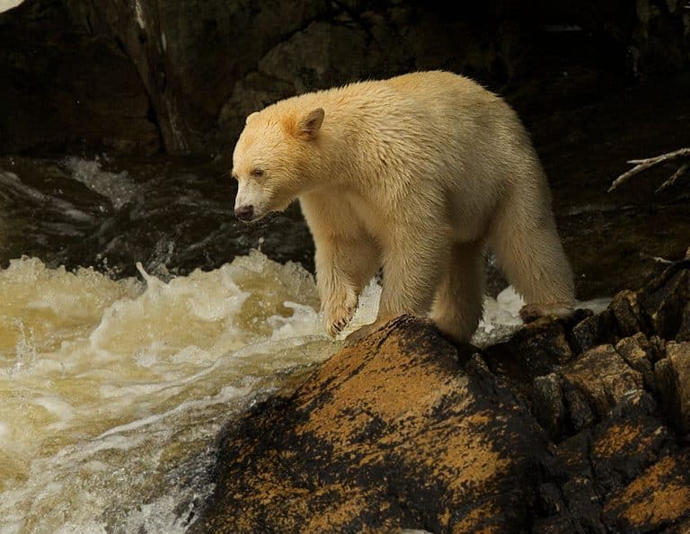 Spirit Bear seen aboard the Great Bear II Charter Vessel