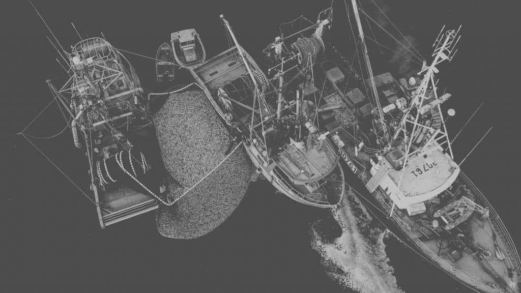 The seine and gill net boats spread for miles over the waters of the Strait of Georgia during the 2019 roe herring fishery.