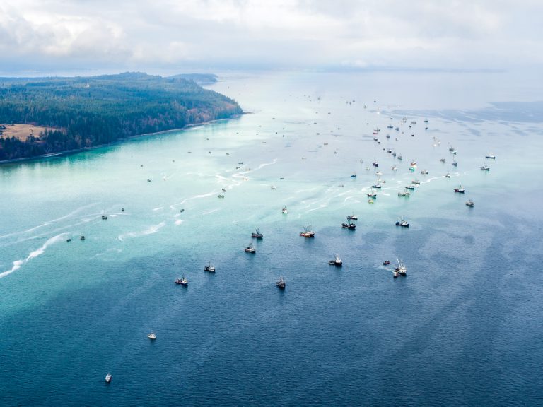 The seine and gill net boats spread for miles over the waters of the Strait of Georgia during the 2019 roe herring fishery.