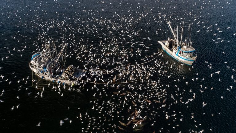 The seine fleet on the water in the Strait of Georgia in 2019. Photo: Ian McAllister