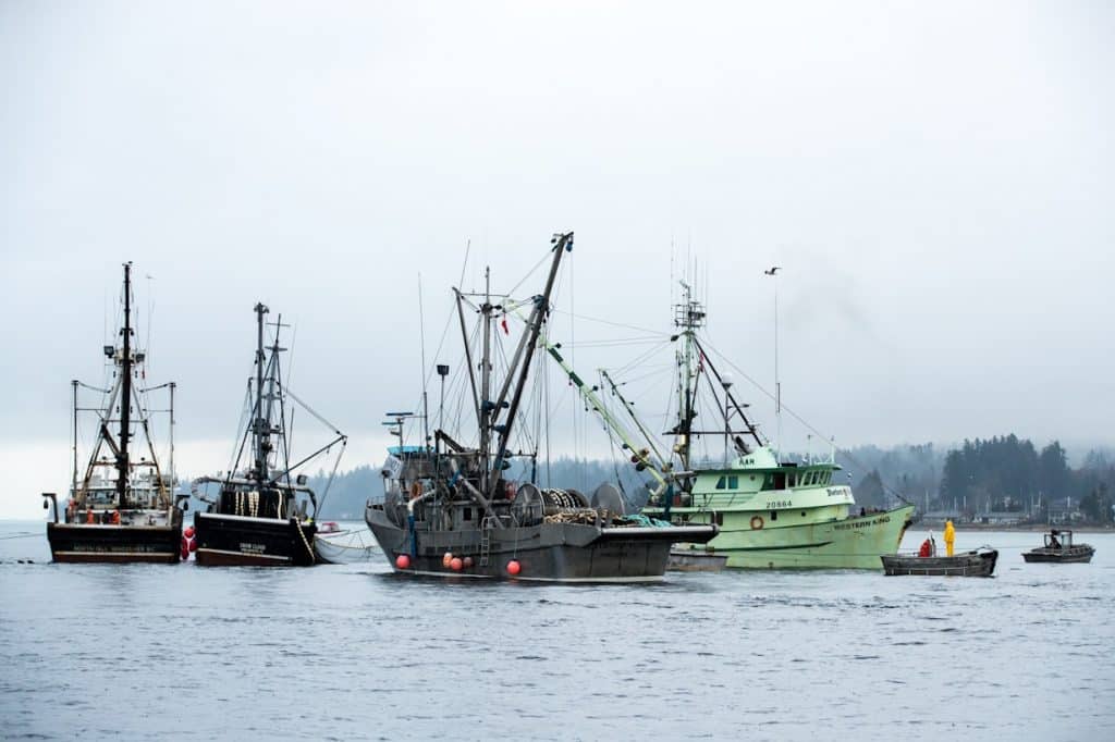 Herring - one step closer to extinction