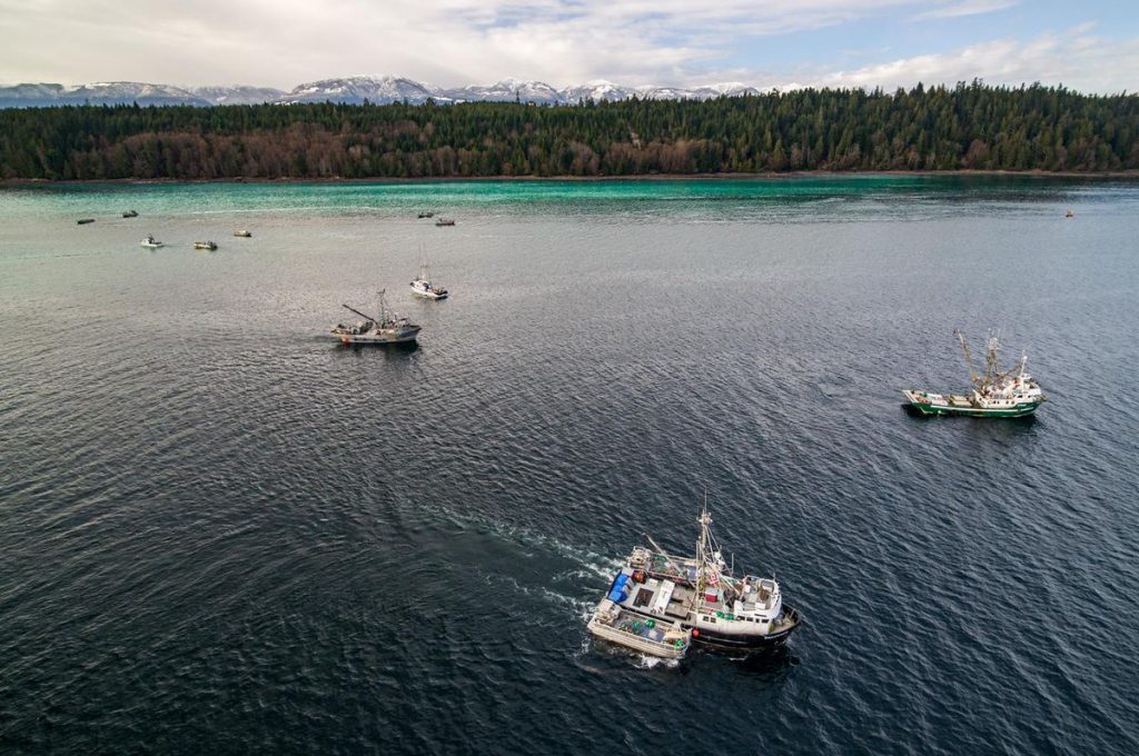 Globe and Mail interview with Ian McAllister on herring fishery