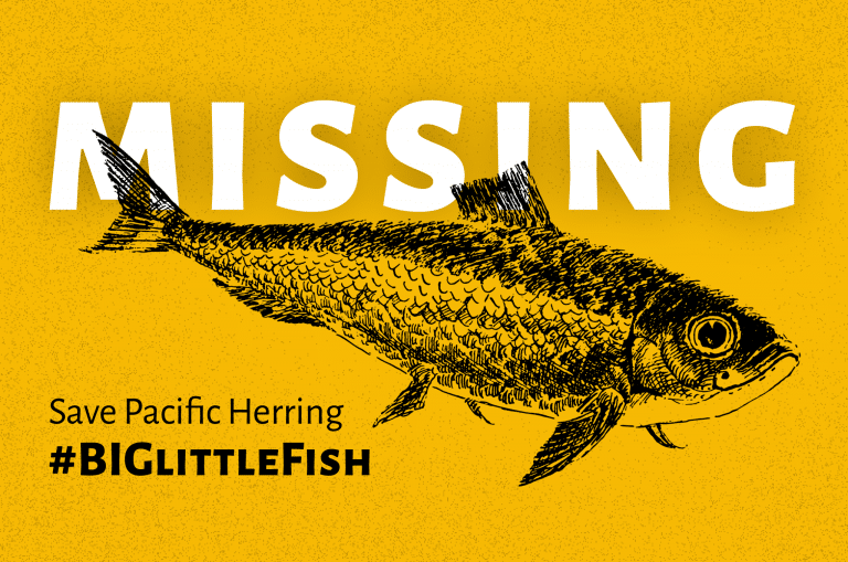 #BIGlittleFish
