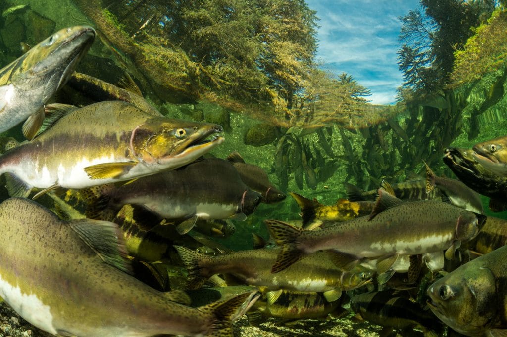 Wild Pacific salmon travel great distances up rivers and streams in B.C. each fall to spawn. Photo credit: Ian McAllister