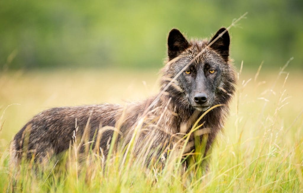 Save BC Wolves