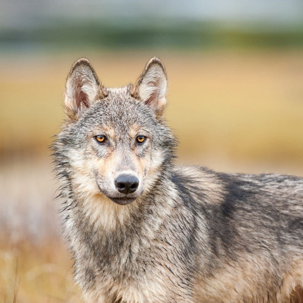 Save BC Wolves