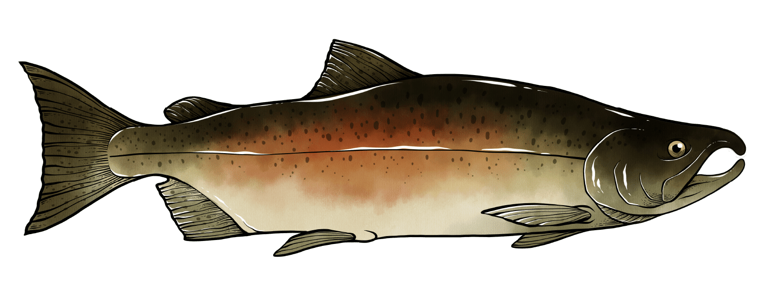 Pacific Salmon Species Spotlight Pacific Wild