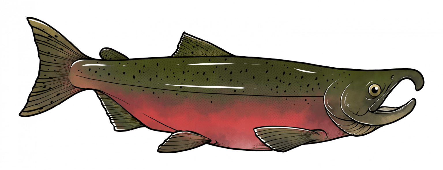 Pacific Salmon Species Spotlight - Pacific Wild