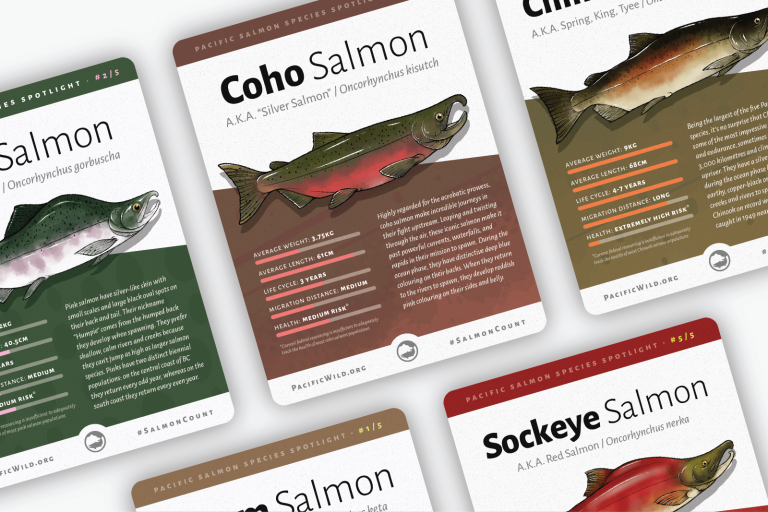 Pacific Salmon Species Spotlight - Pacific Wild