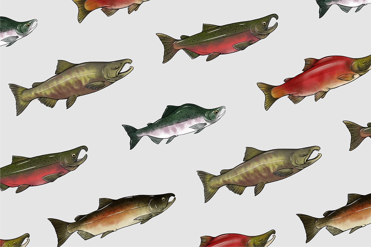 7 Life Cycle Stages of Pacific Salmon