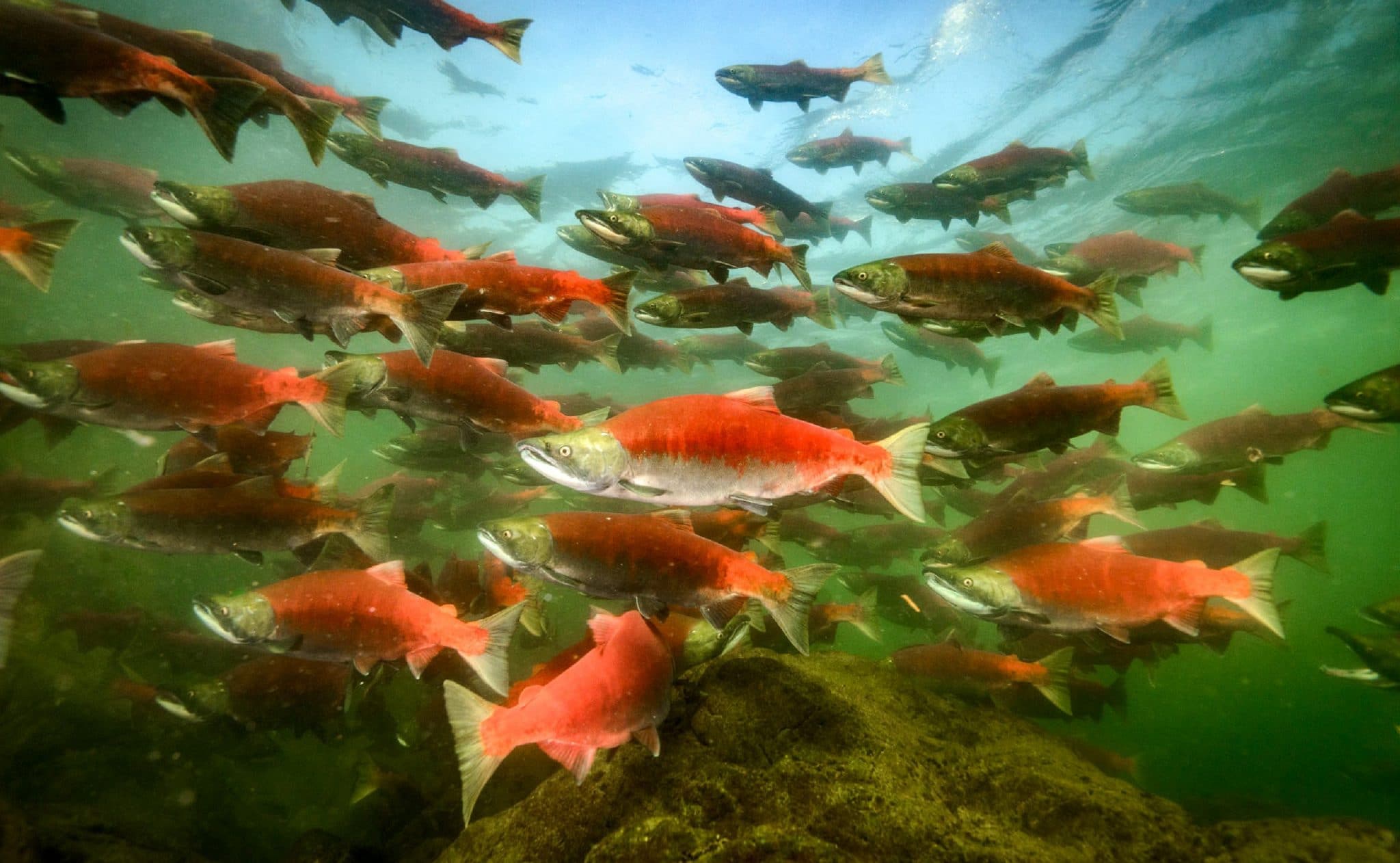 Salmon: A Keystone Species - Pacific Wild