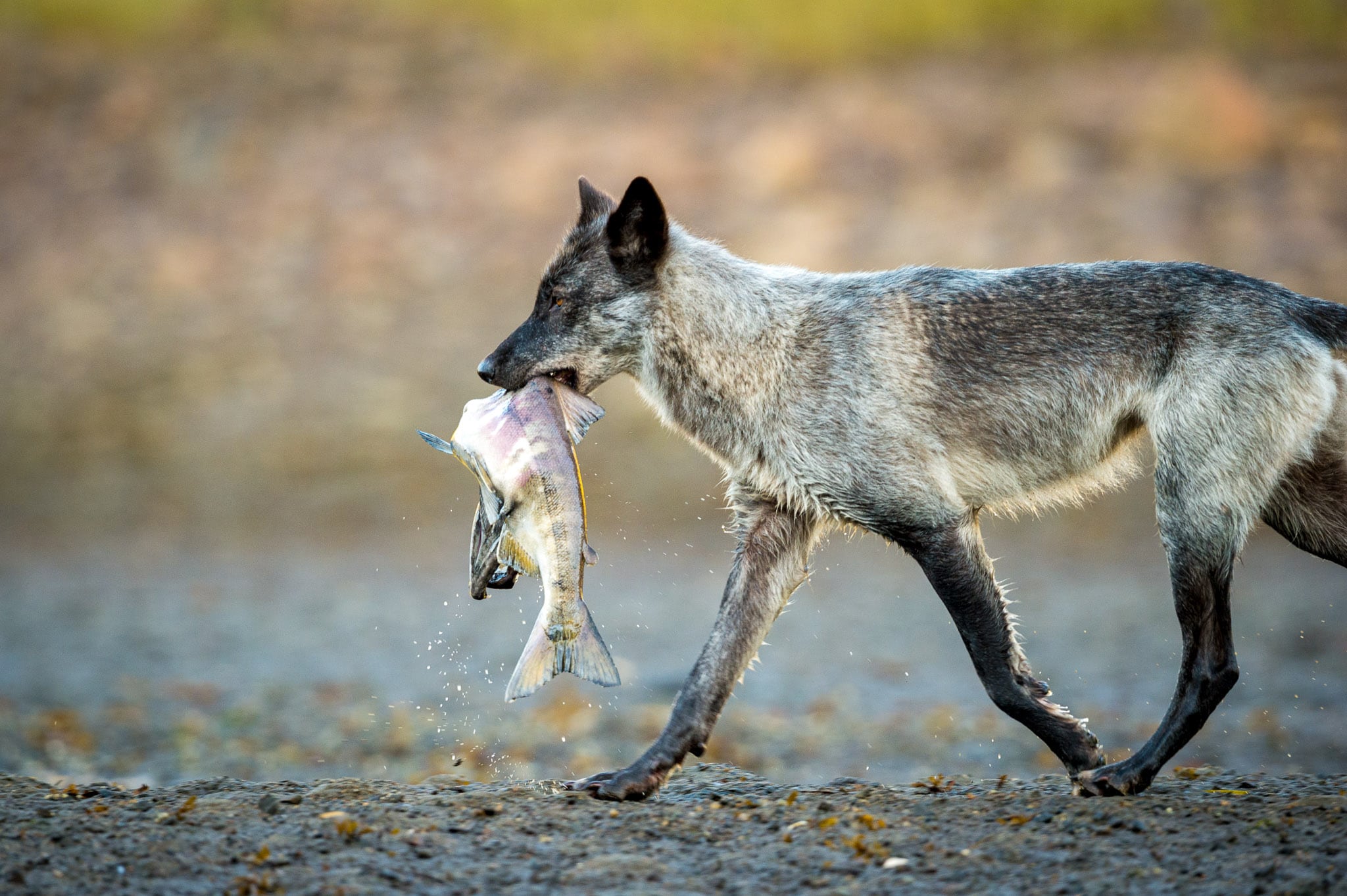 Salmon: A Keystone Species - Pacific Wild