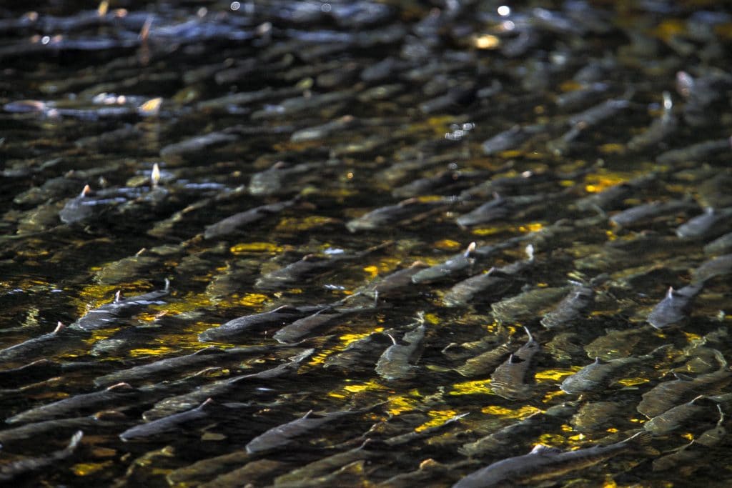 River water full of salmon