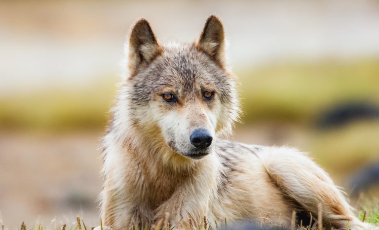 Save BC Wolves