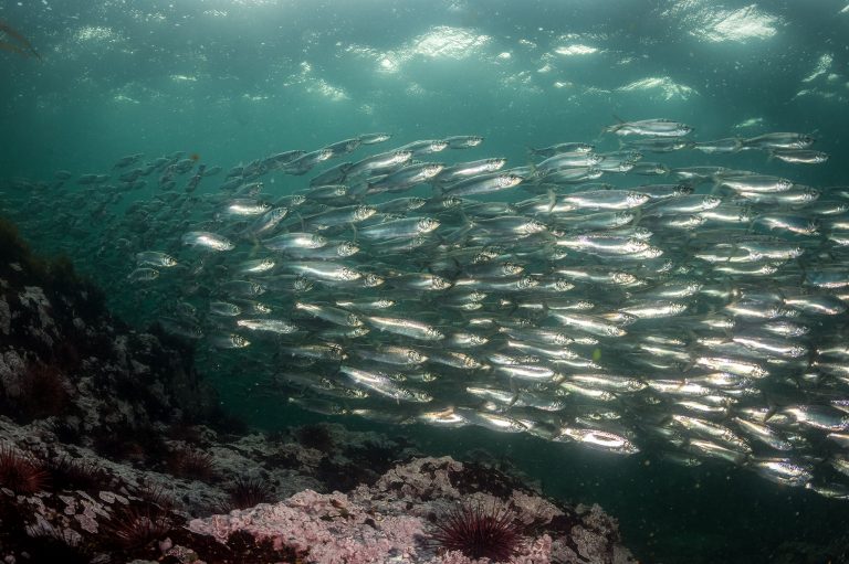 School of herring swimming past