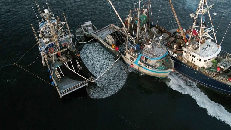 Top Ten Arguments against the Strait of Georgia commercial seine and gill net herring fishery