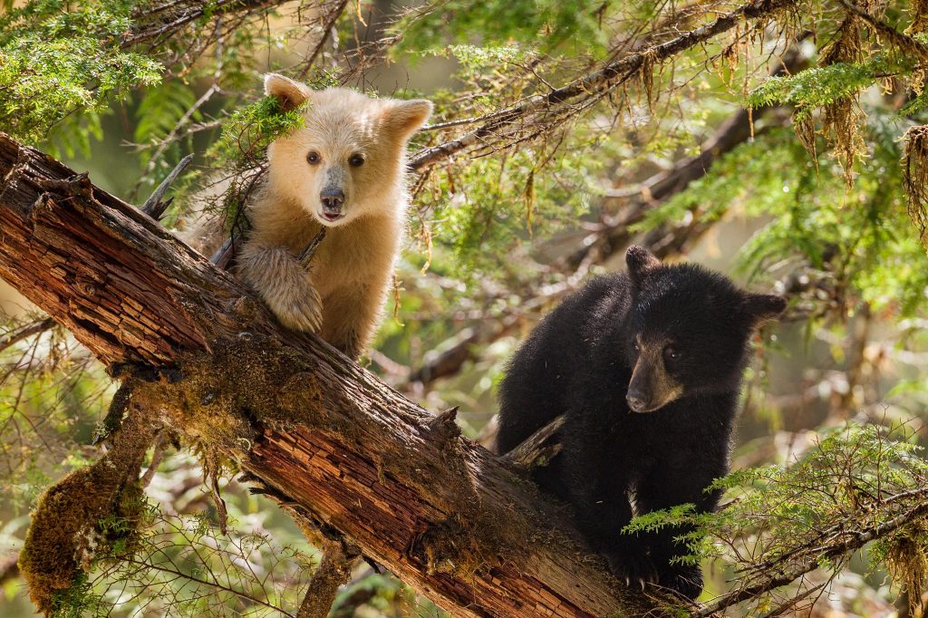 Spirit bear and black bear cub