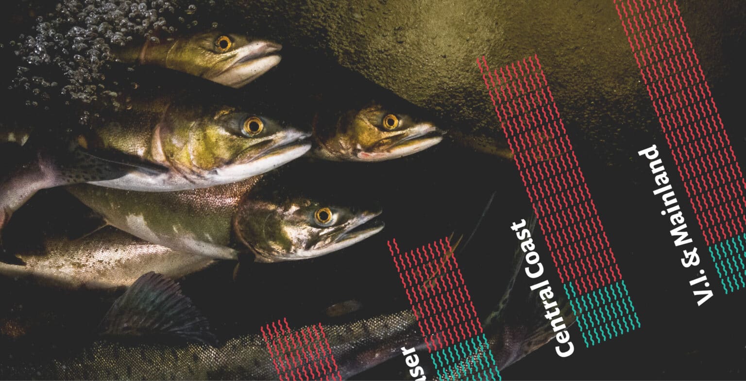 Pacific Salmon Species Spotlight - Pacific Wild