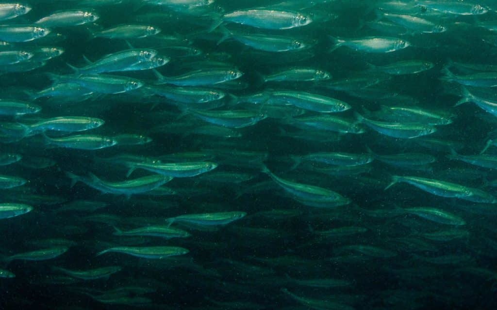 school of herring