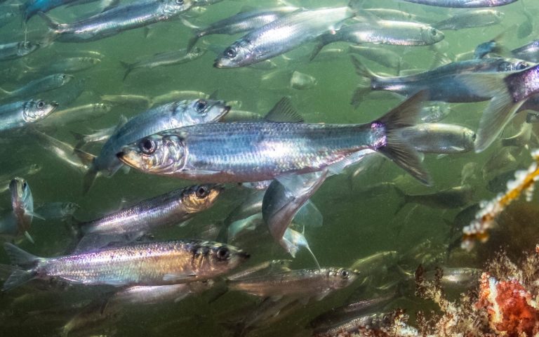 shimmering silver herring swimming