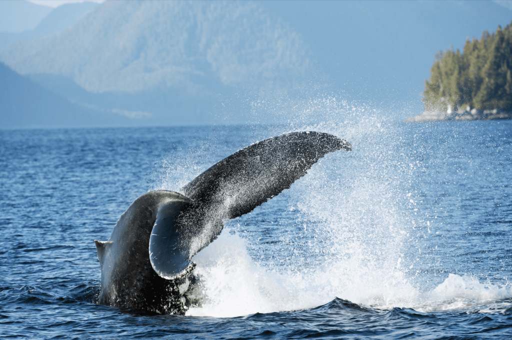 Humpback whale splash. Photo credit: Ian McAllister