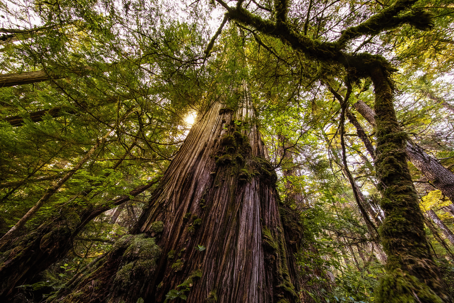 Old Growth Forest