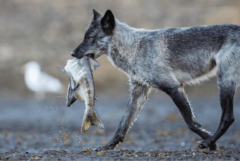 Sea wolf carrying a salmon