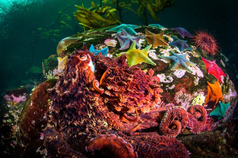 Octopus next to rock covered in starfish