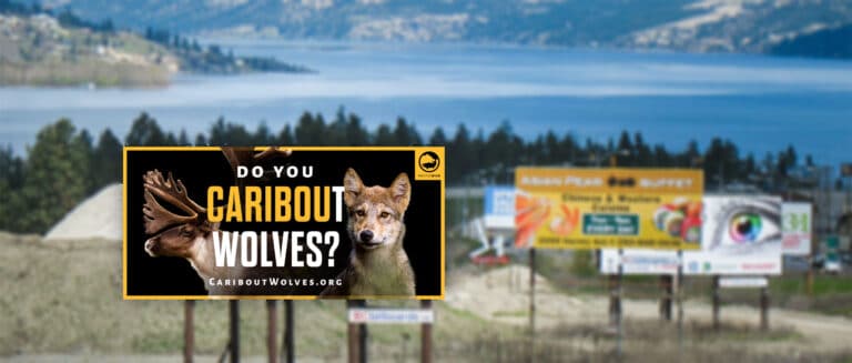 Caribout Wolves billboard Kelowna