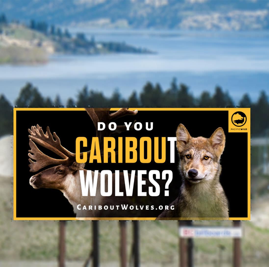 You are currently viewing UPDATE Do You Caribout Wolves?