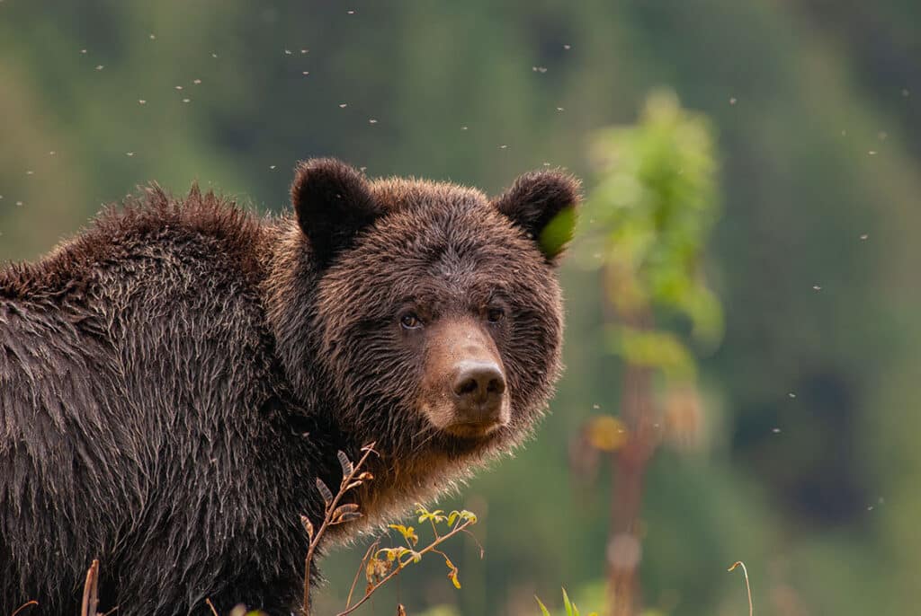 relaxed grizzly bear photo Ian McAllister
