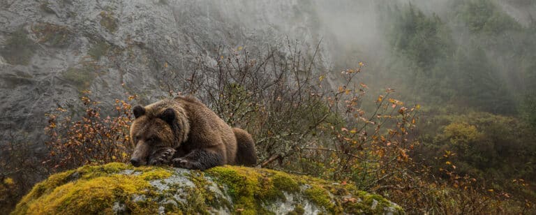 grizzly bear protection in B.C. image of grizzly
