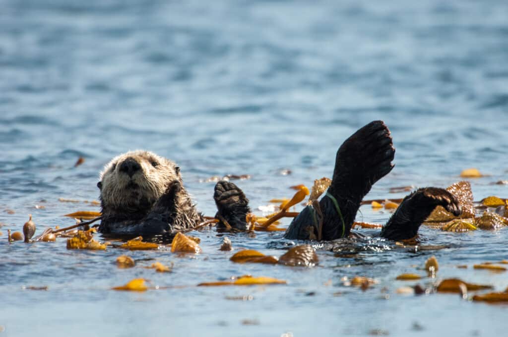 Sea otter floating on back
